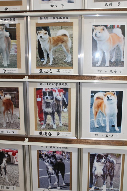 Les Akita Inu célèbres, Meiyosho