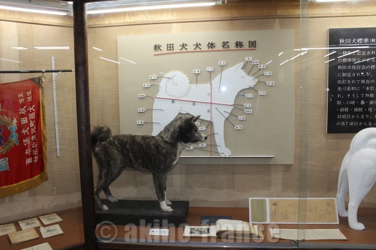 musée Akita