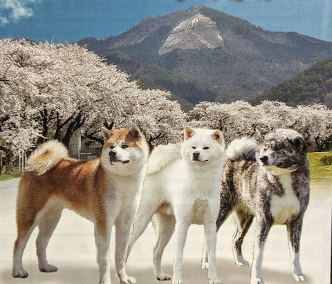  3 couleurs akita inu