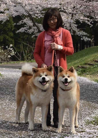 présidente avec 2 akita