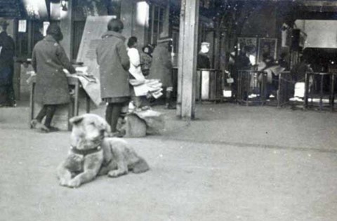 hachiko