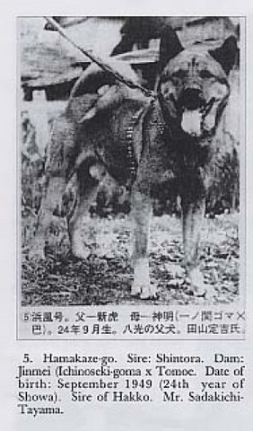 Akita avant 1950